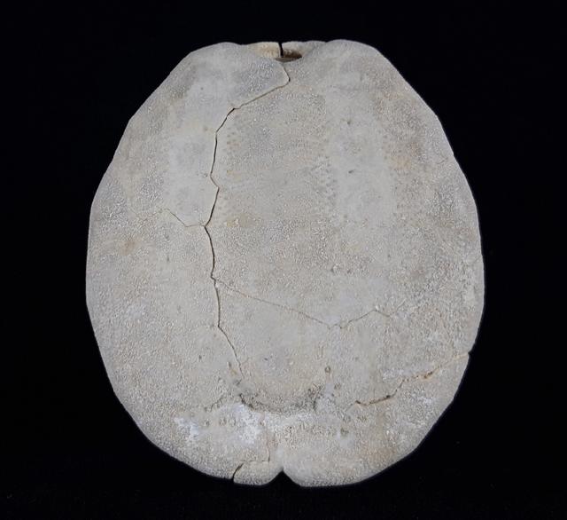 Hemipneustes striatoradiatus (LESKE 1778) - Bild © FossNet FossilienStore